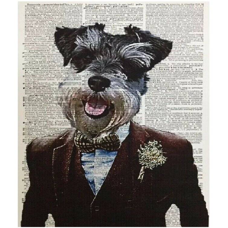 Schnauzer clothes hot sale